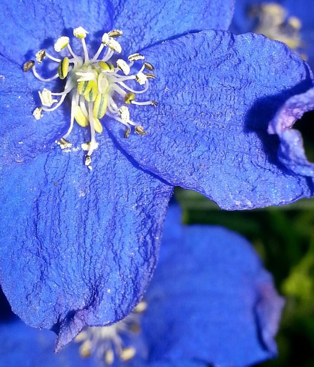 Delphinium