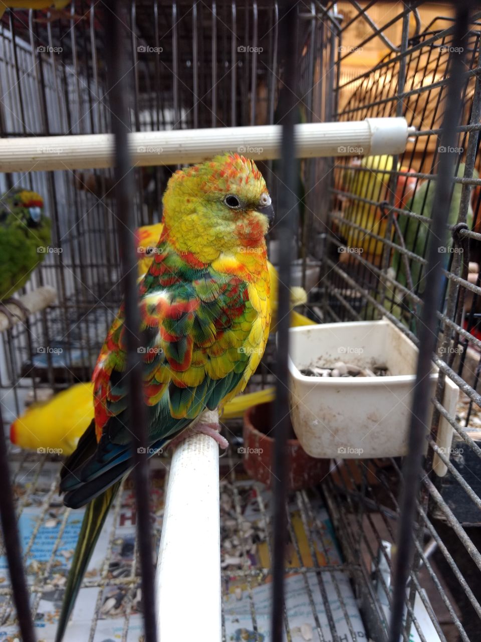 colorful parrot in a cage