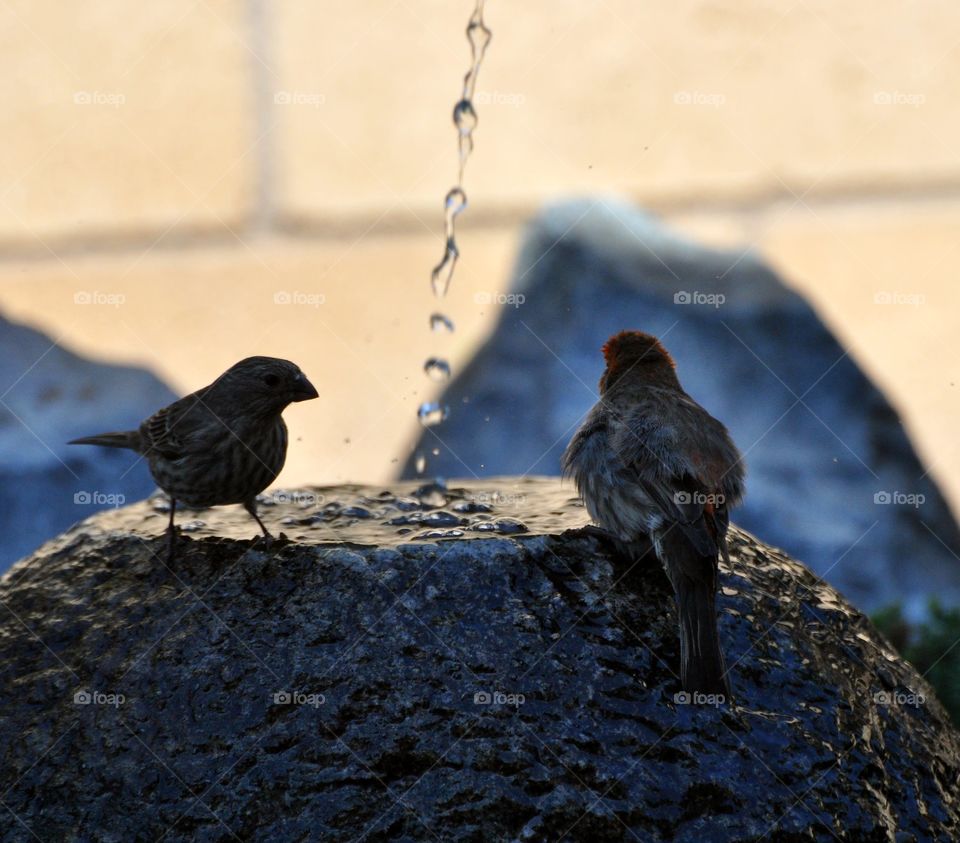 Bathing birds