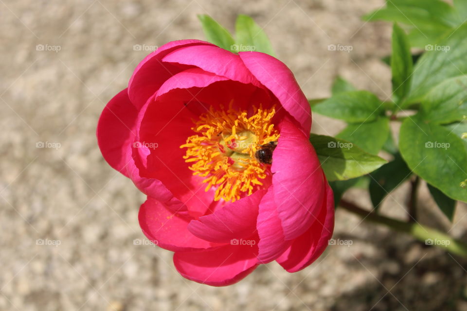 Flower closeup with bumblebee 