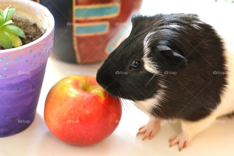 Guinea pig pet with red apple beautiful portrait home