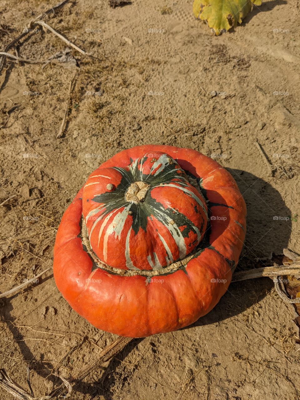 multi color pumpkin