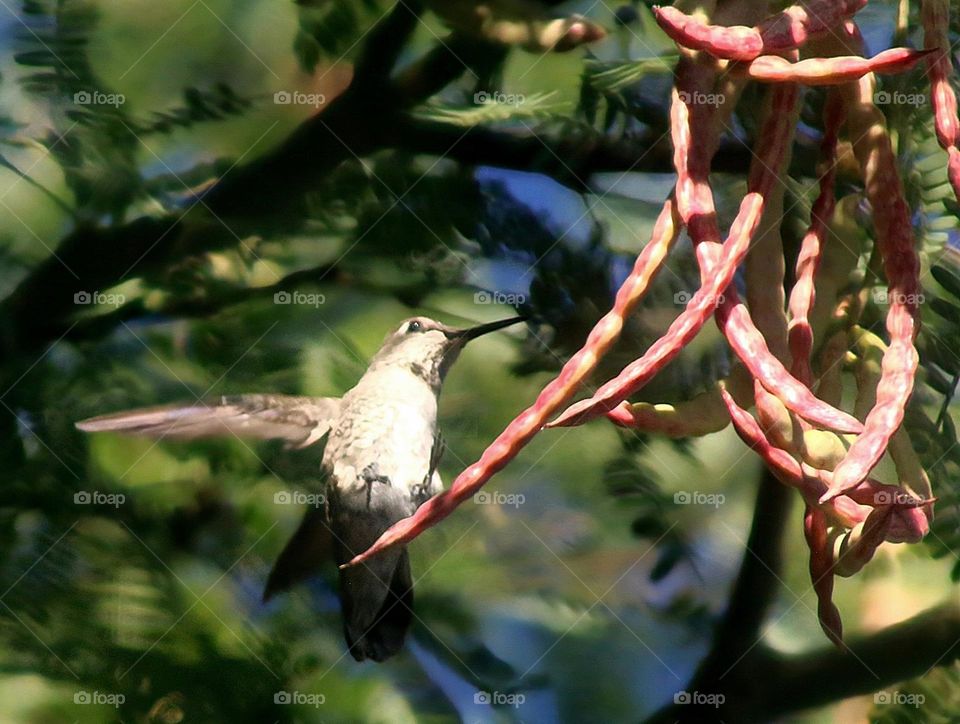 Hummingbird Resting on a Branch