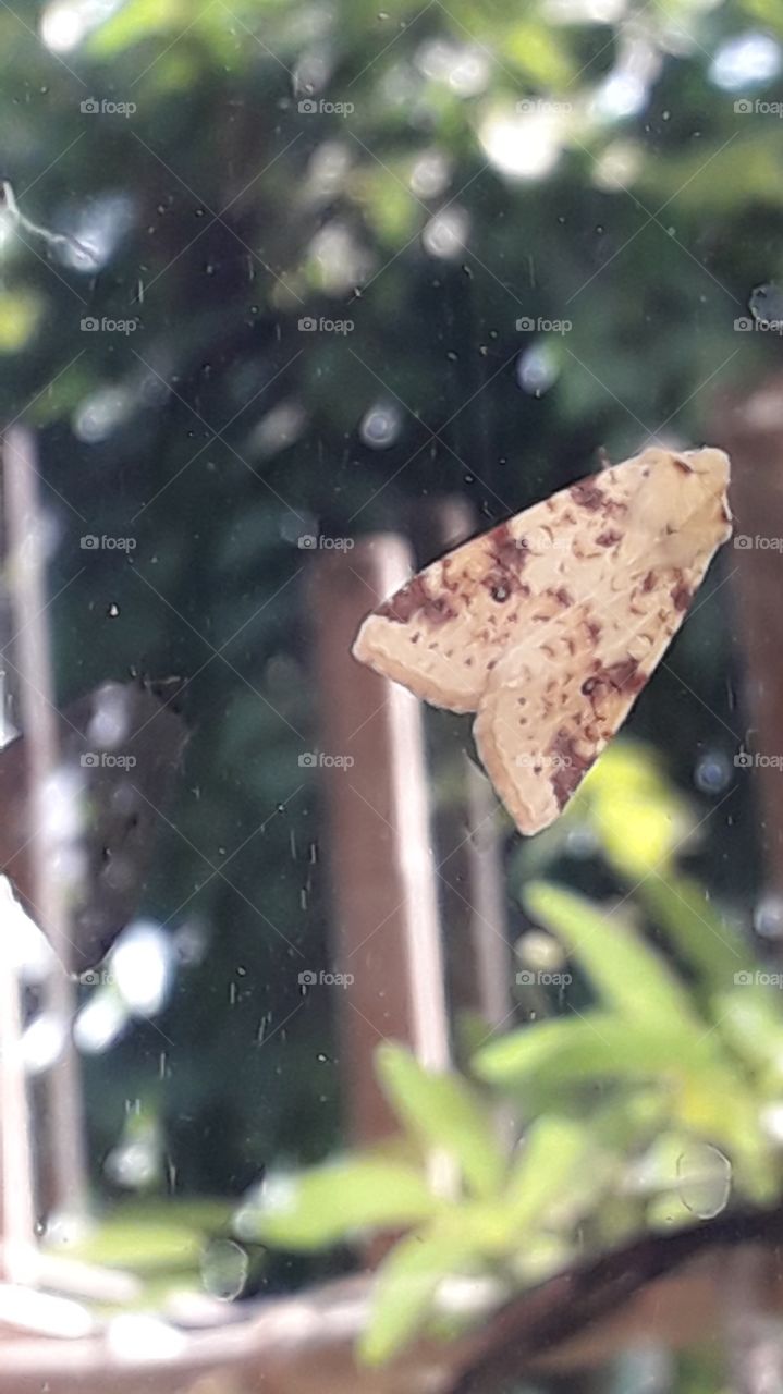 moth on a glass door