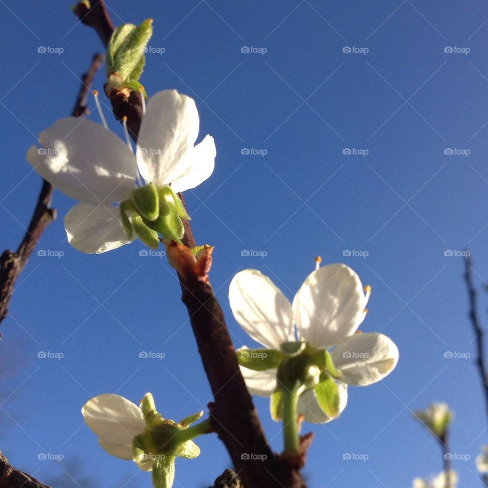 Apple blossoms