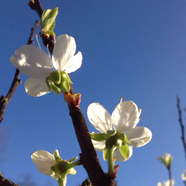 Apple blossoms