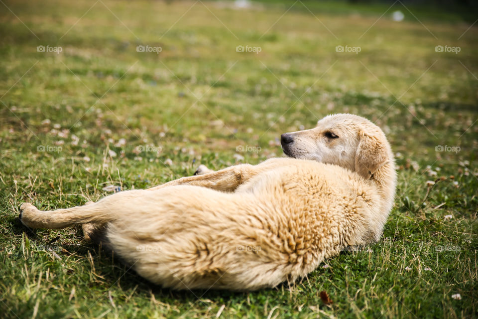 Dog lying in grass