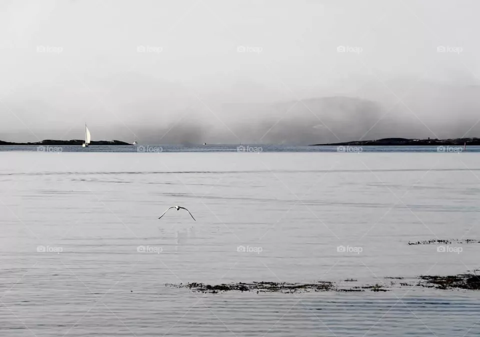 Grey sea and sky, fog, sailboat and seagull
