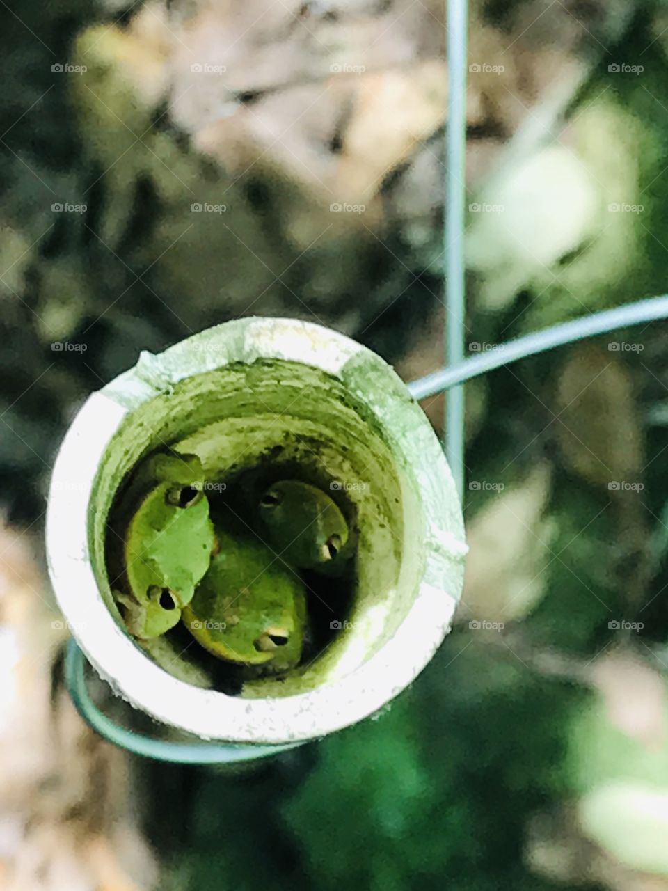 Frogs hiding in a circular pvc pipe used as an electric fence insulator. From the woods of South Georgia. 