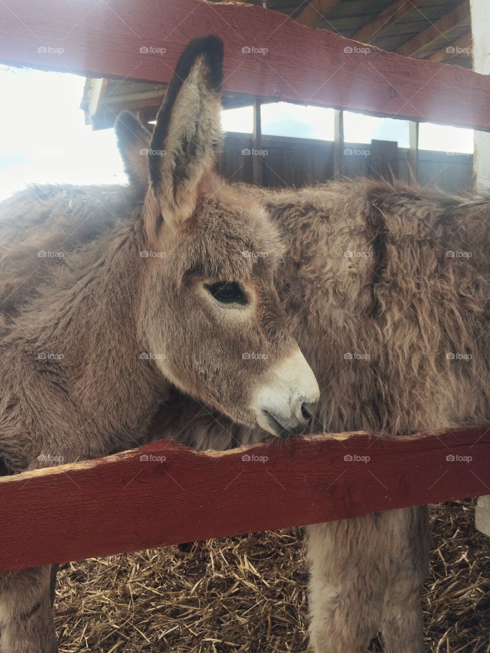 Baby donkey