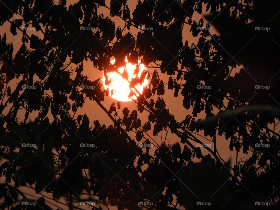 sunlight seen between leafs and and branch