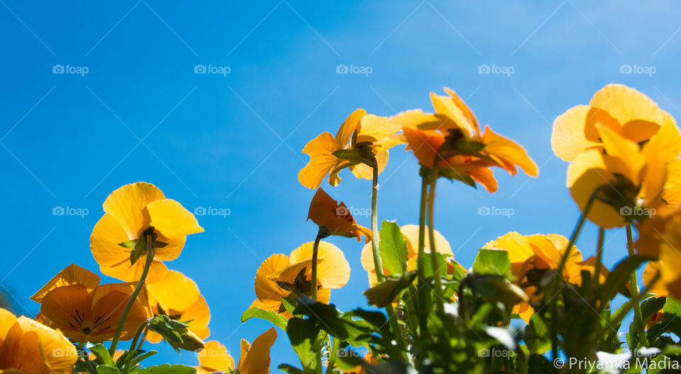 orange pansy flower