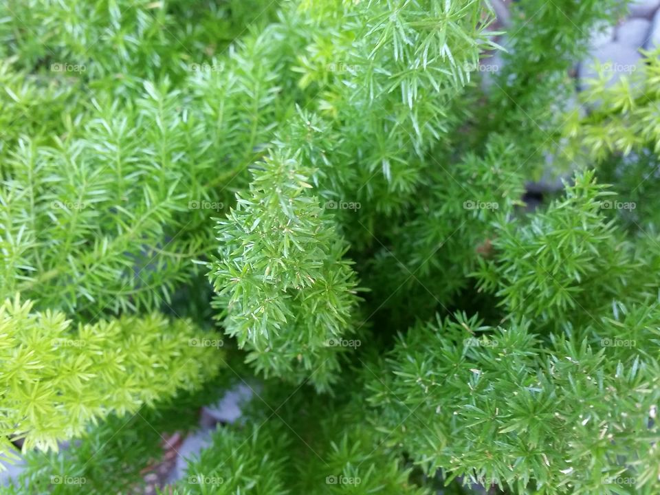 Fern, Foxtail fern. foxtail fern is not really a fern.