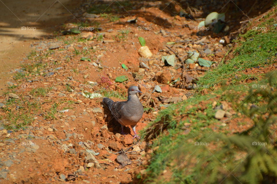 Japanese Orientalis Turtle Dove