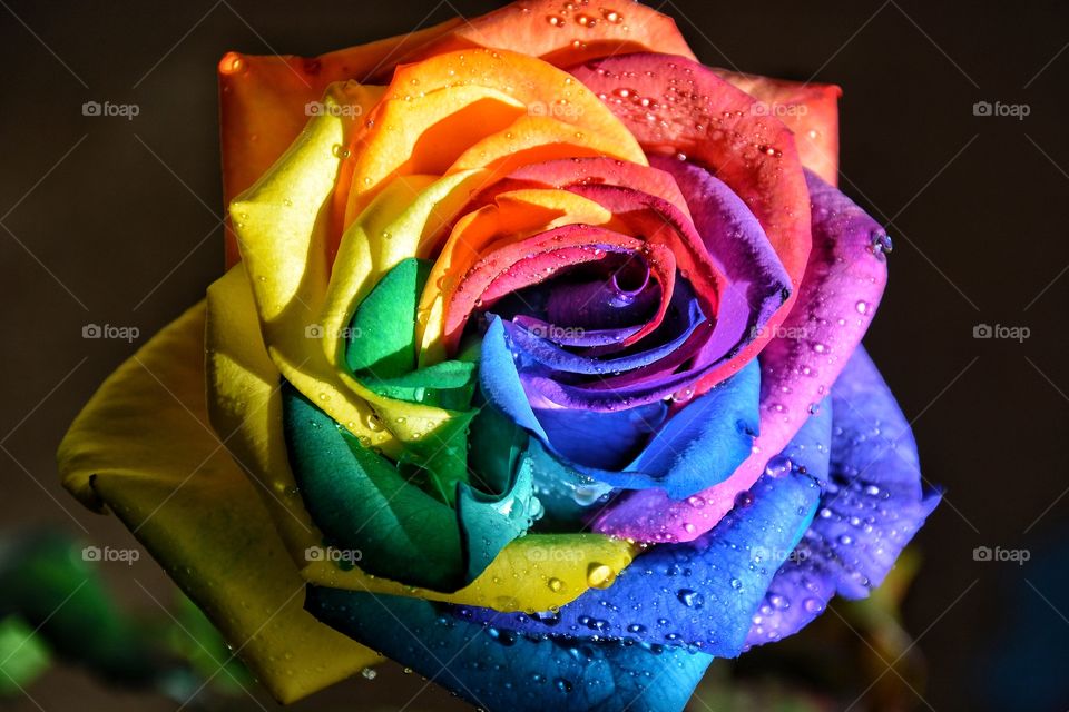 Rainbow rose