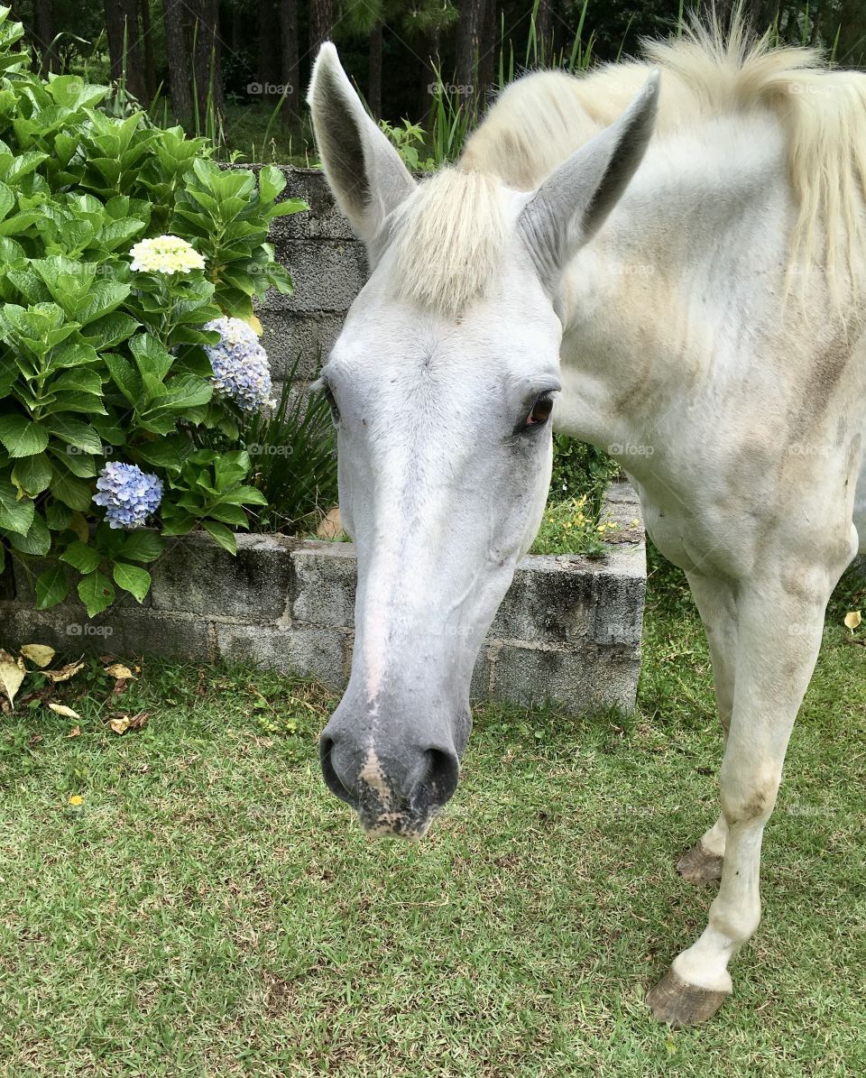 A very nice look from the white horse.  Docile, he always behaves well! / Um olhar muito bacana do cavalo branco. Dócil, ele sempre se comporta bem!