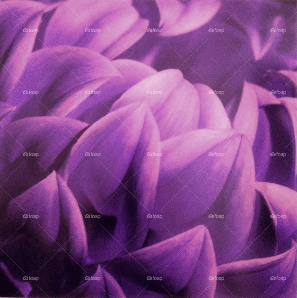 Petals