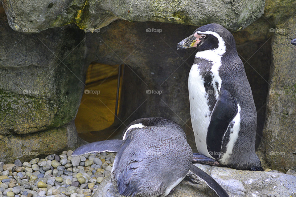 Penguins. here are 2 penguins chilling.. All the pun intended