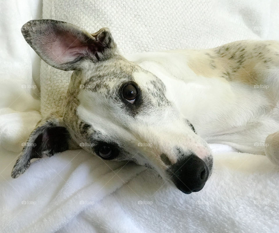 Close up portrait of a whippet dog laying down on a white blanket 