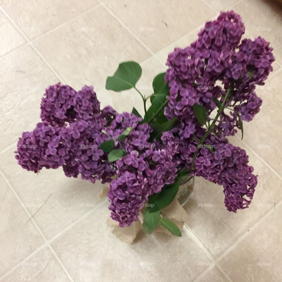 Butterfly Shaped Lilac Flowers. @chelseamerkleyphotos Copyright © CM Photography May 2019.