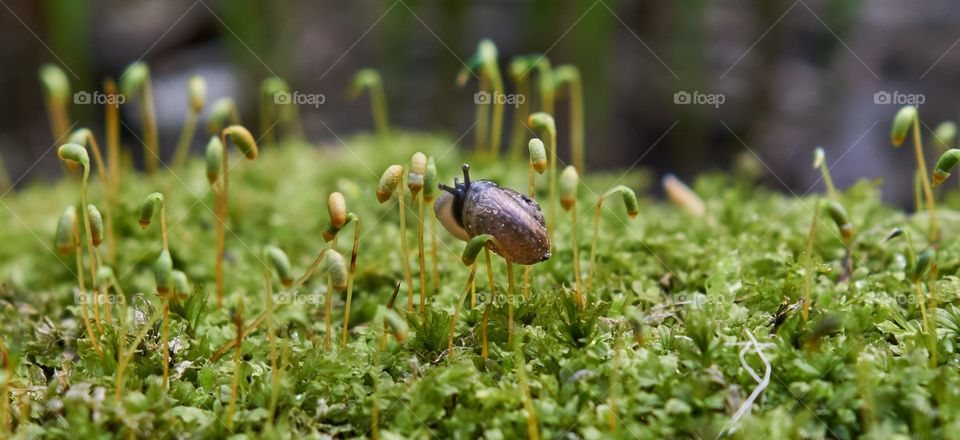 Close-up of a snail on plant