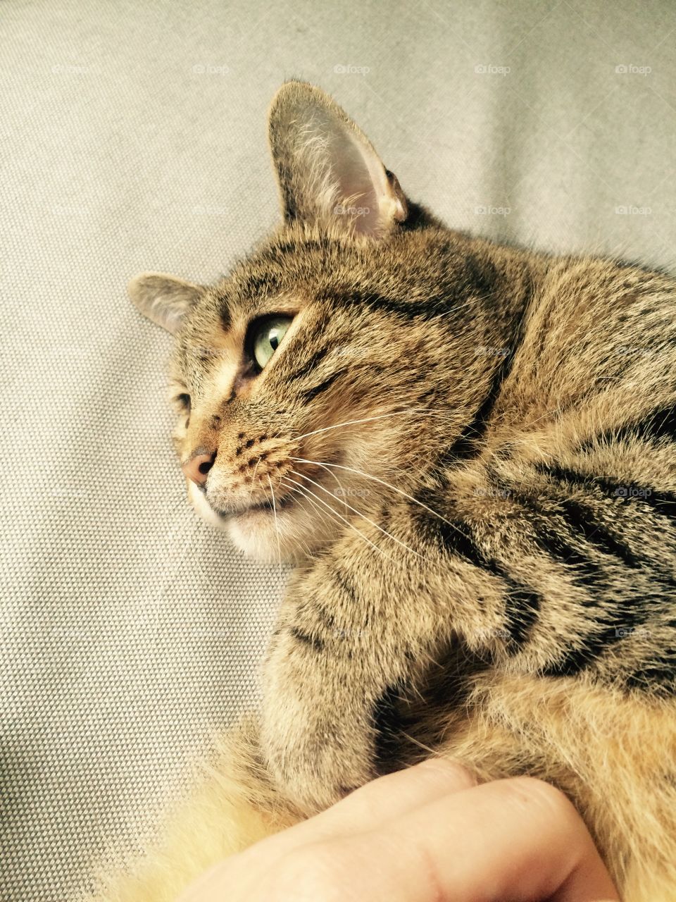 Cat on couch. A cat staring into the sun while laying on the couch. 