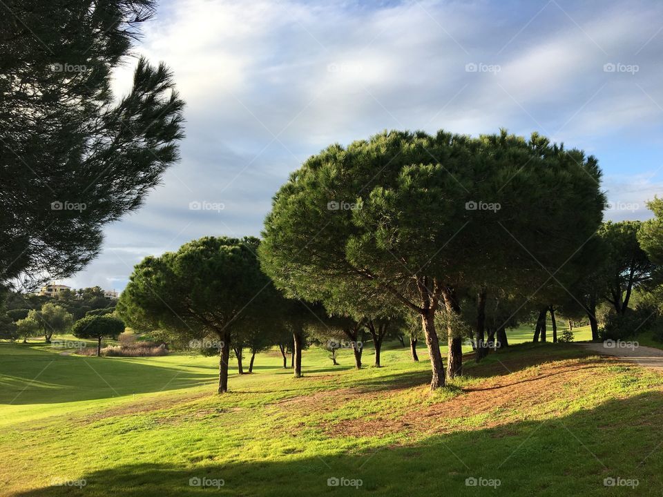 Evening light on grass and pine trees