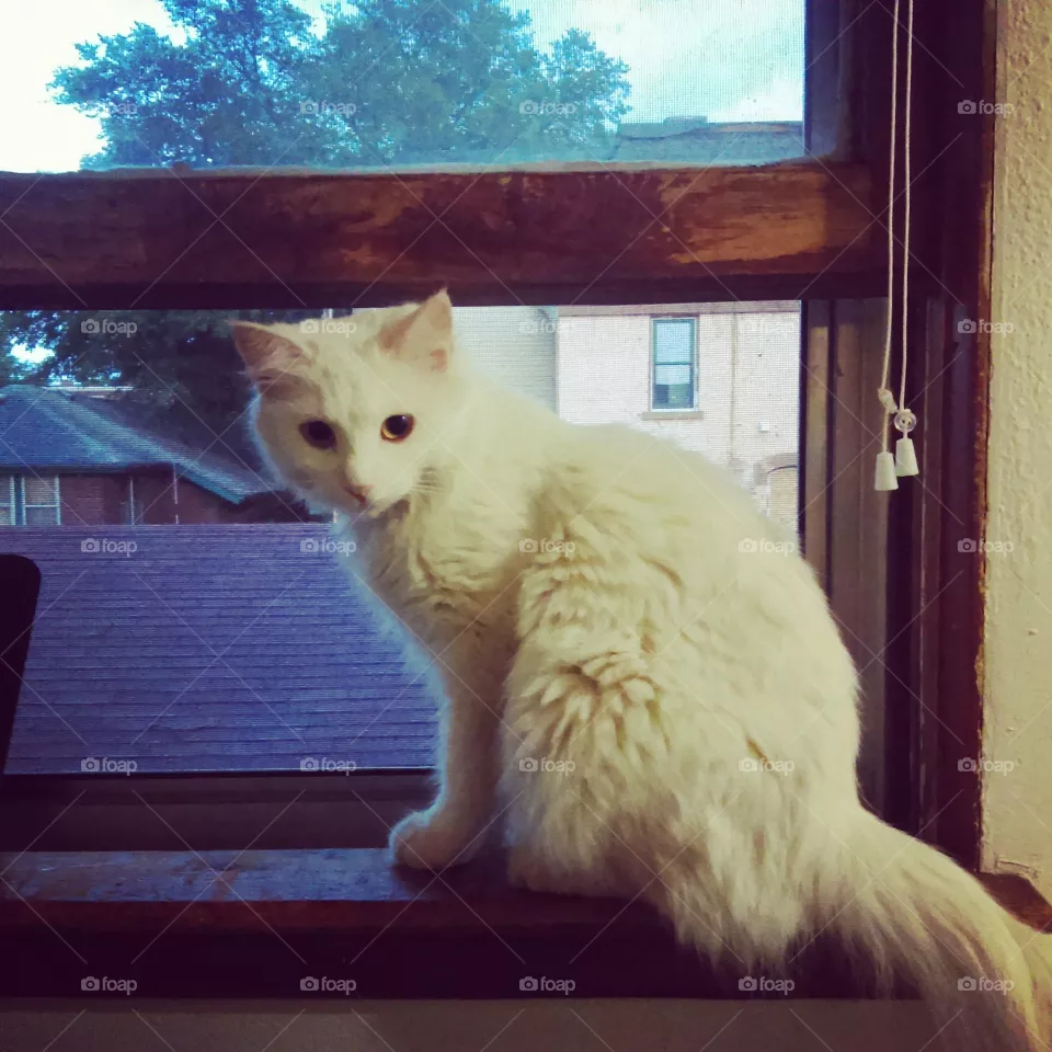 Cat, Pet, Mammal, One, Portrait