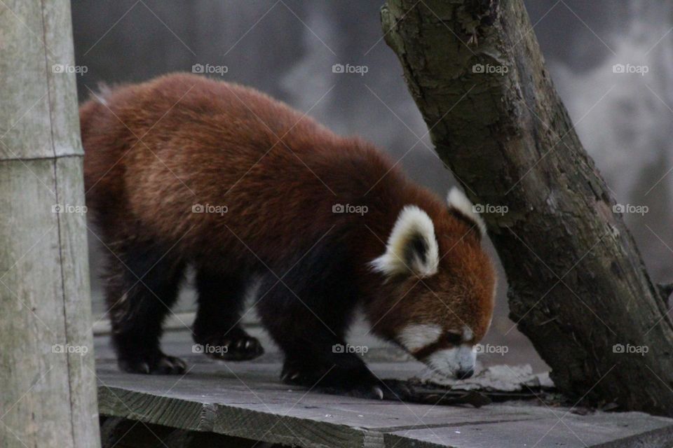 Red panda