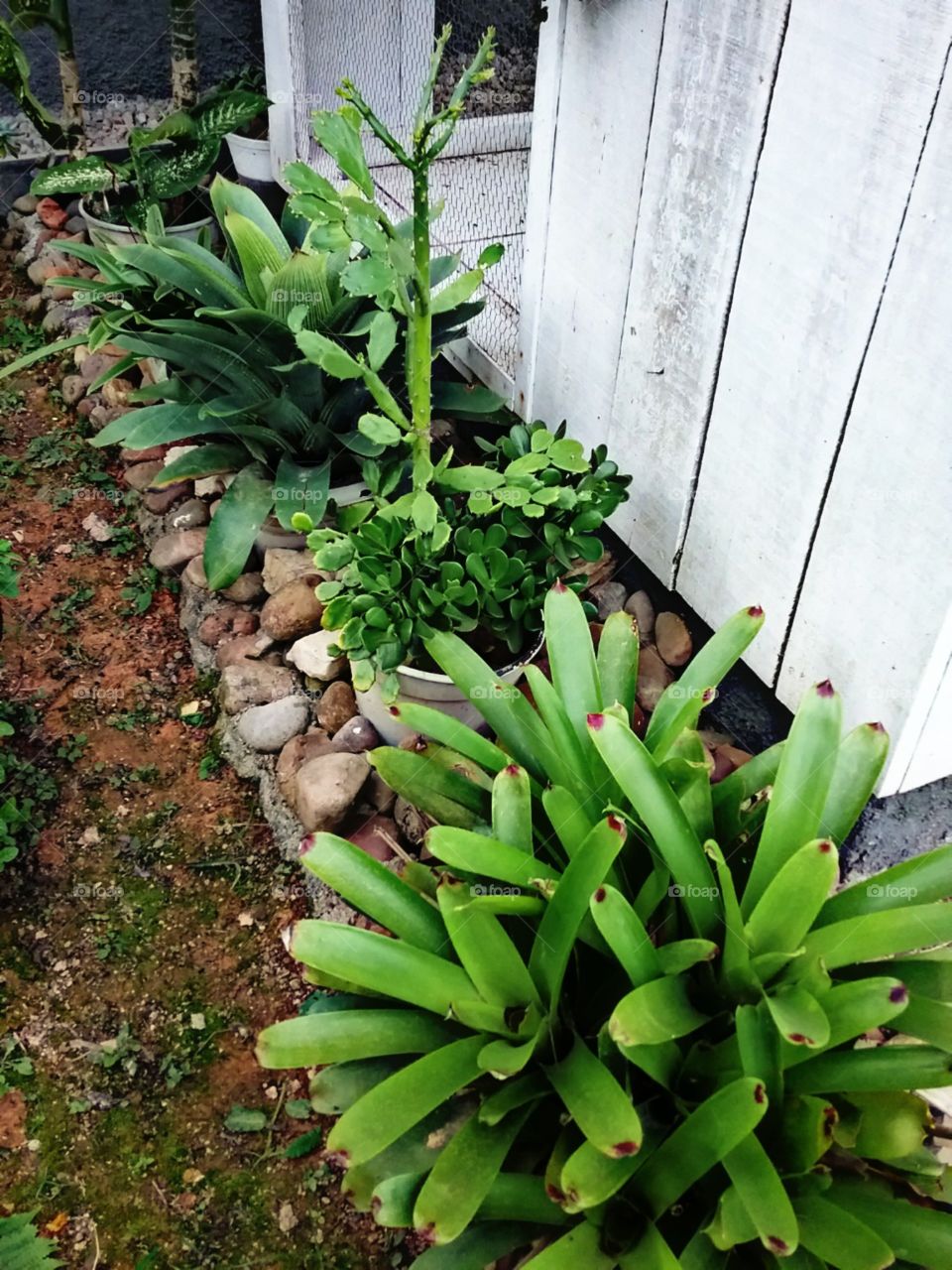 Bromélias, cactos, cuidados e paixões.