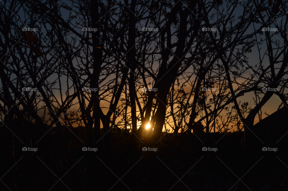 sky tree sunset sun by ItsmeBradders