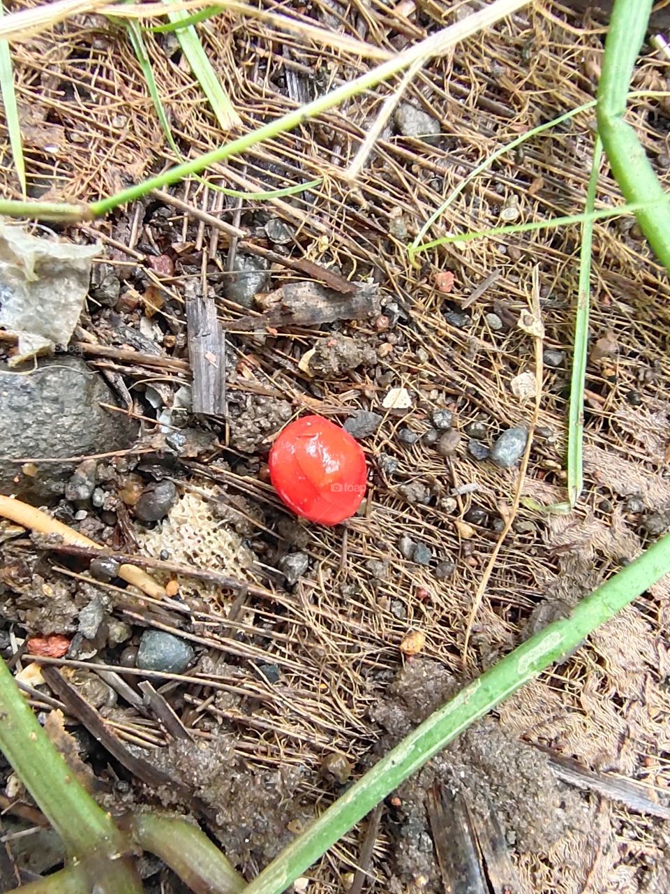 Red perl in Jungle
Wild Coffee
📷🌱👁️
Splendid Nature