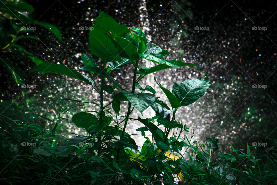 A lush green plant with splashing water on a background, bringing refreshment in the morning