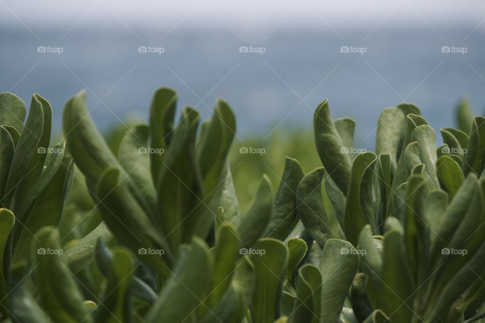 Tropical plants on the beach