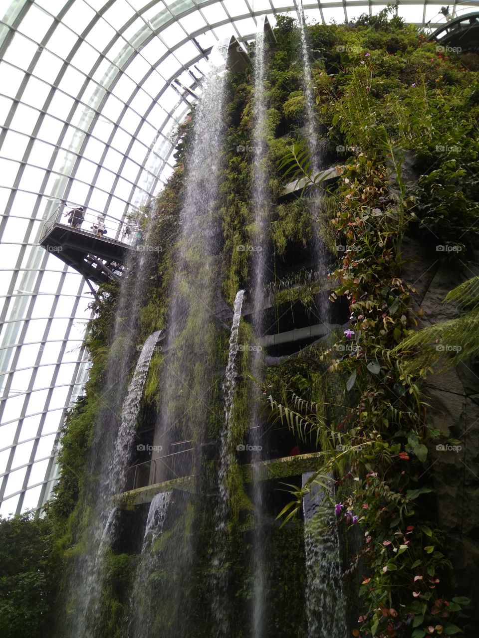 singspore cloud forest