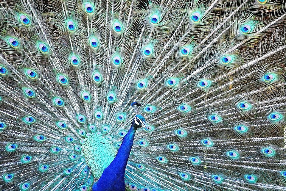 pfau
