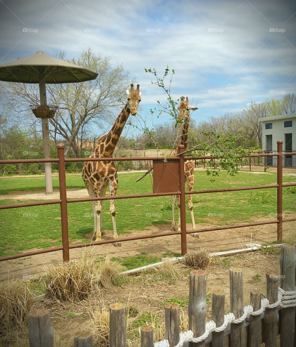 Curious giraffes having some lunch.