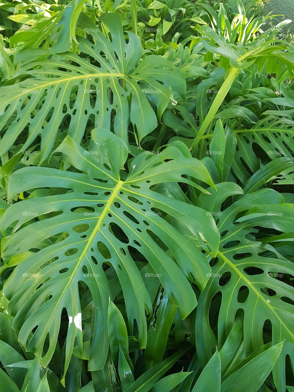The big green leaves show amazing detail and show us how clever nature is. A lovely back ground for a quote.