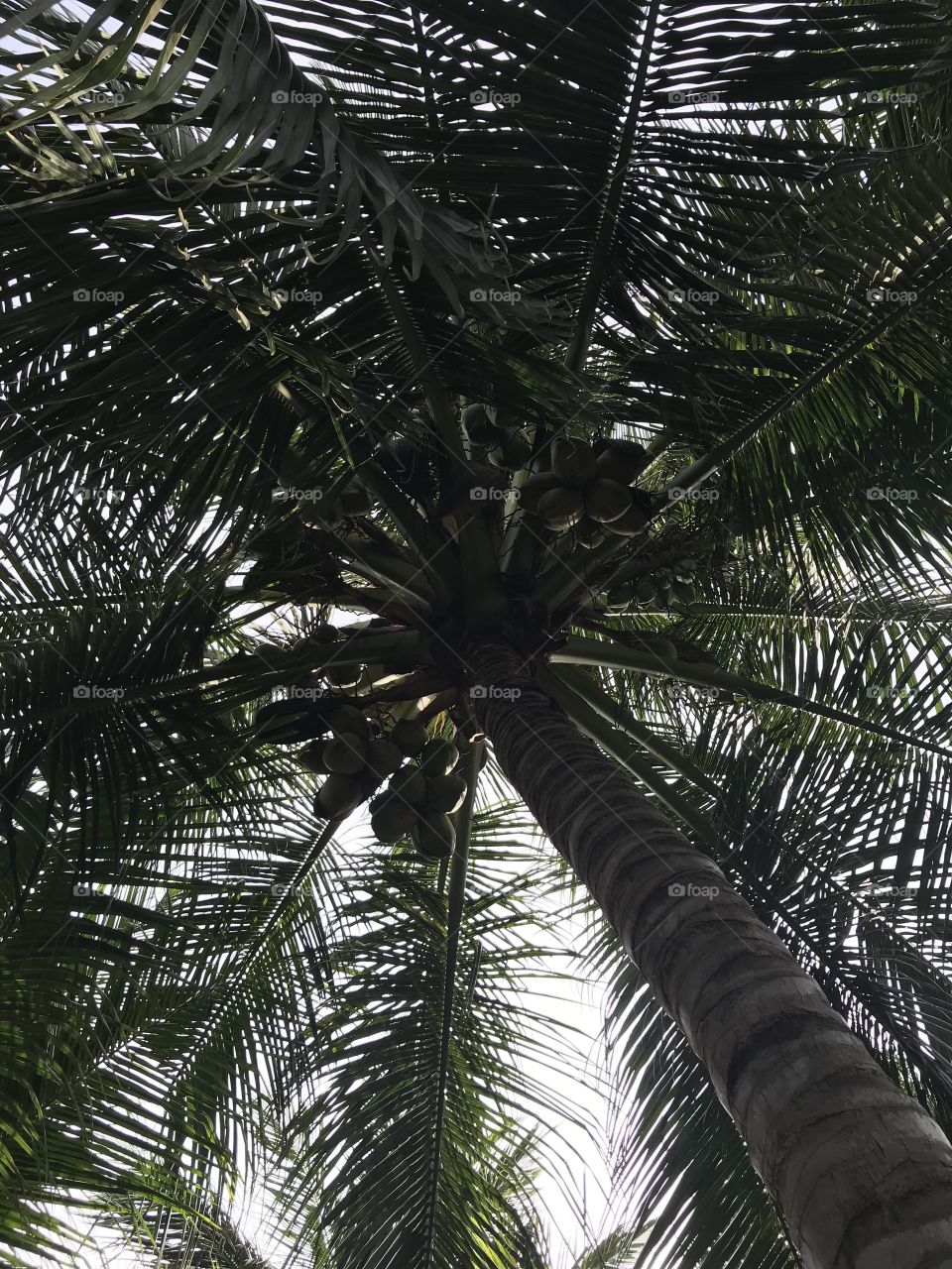 Coconut Tree (Asian)