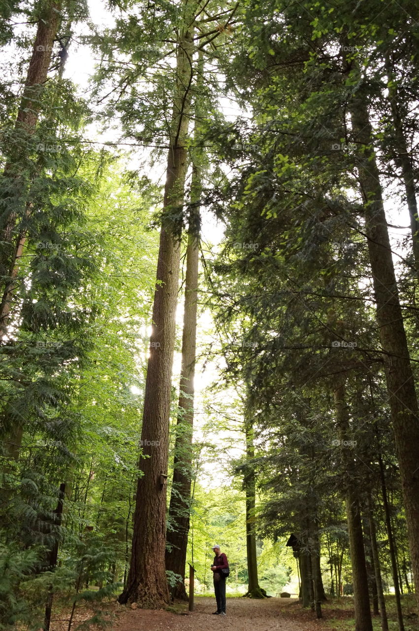 Big tree sequoia and a man