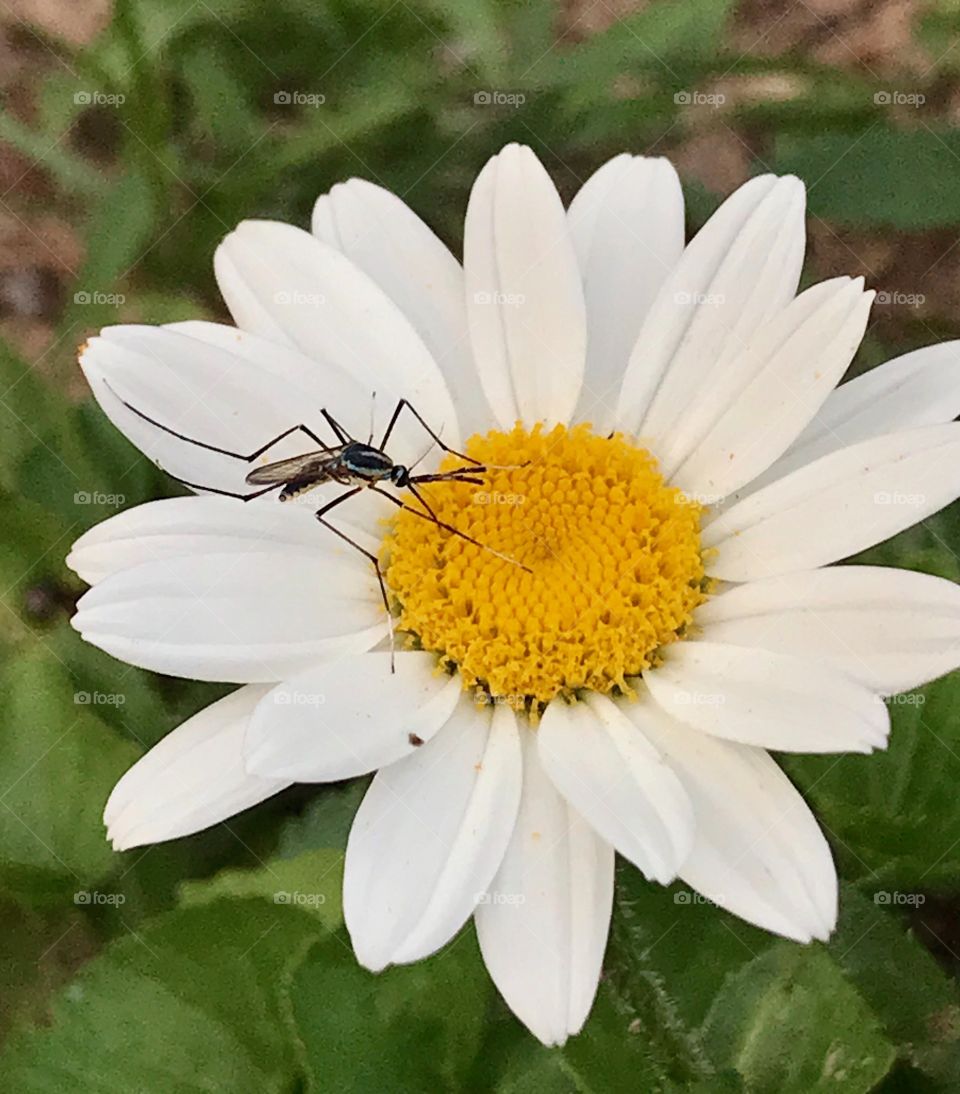 Giant Texas Size Mosquito on a Daisy Flower