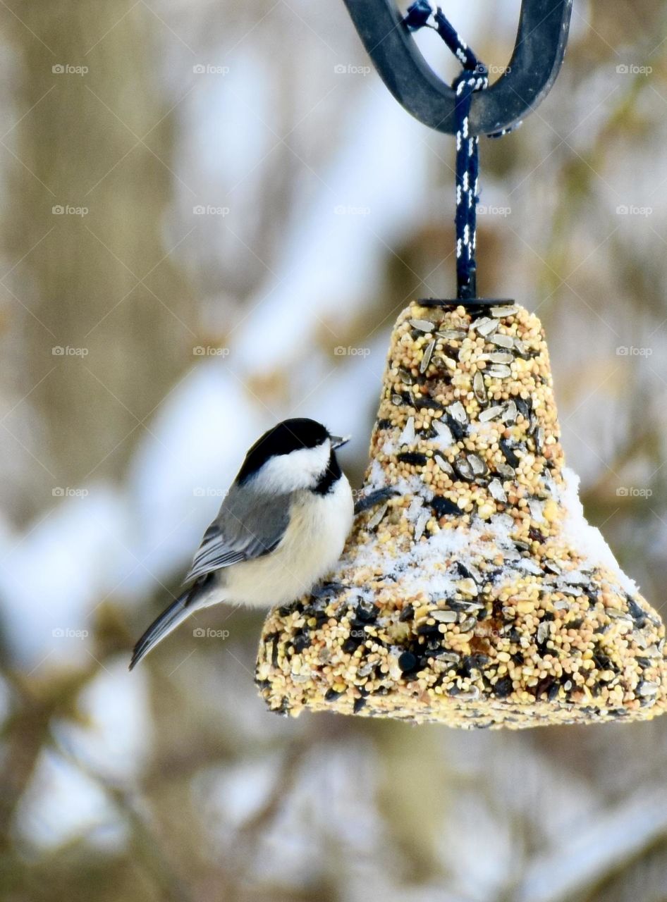Chickadee on a bird bell with snow on it