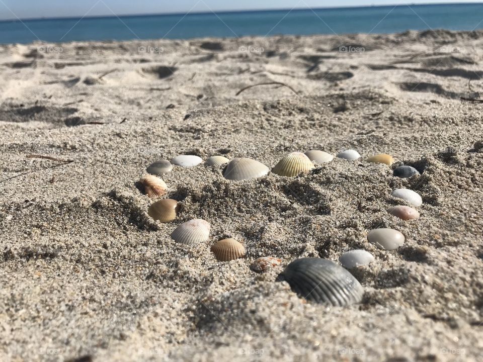 Sea shell love