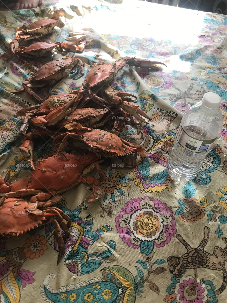 Maryland steamed crabs 