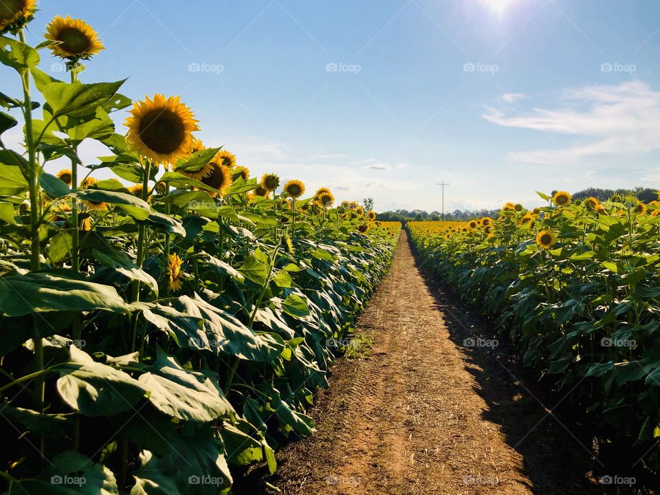 Red clay soil row vanishing perspective in sunflower field 