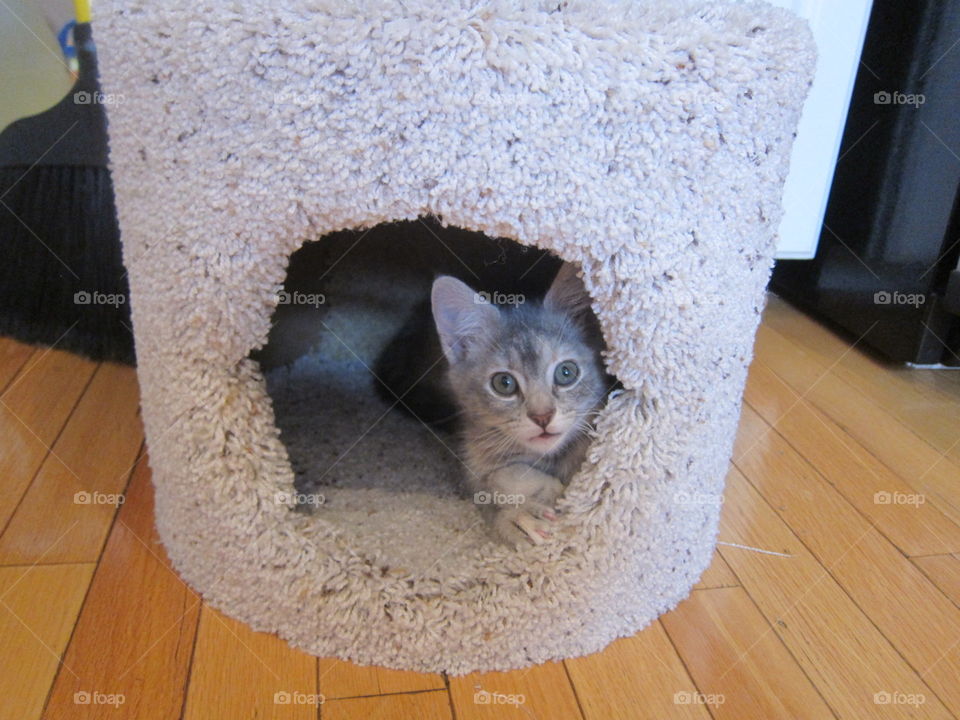 A very young 8 week old kitten in her tiny little house with lots of curiosity and learning new things everyday. 