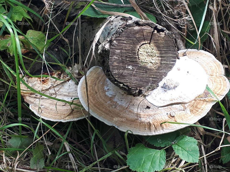 Fungus, Nature, Mushroom, Wood, Flora