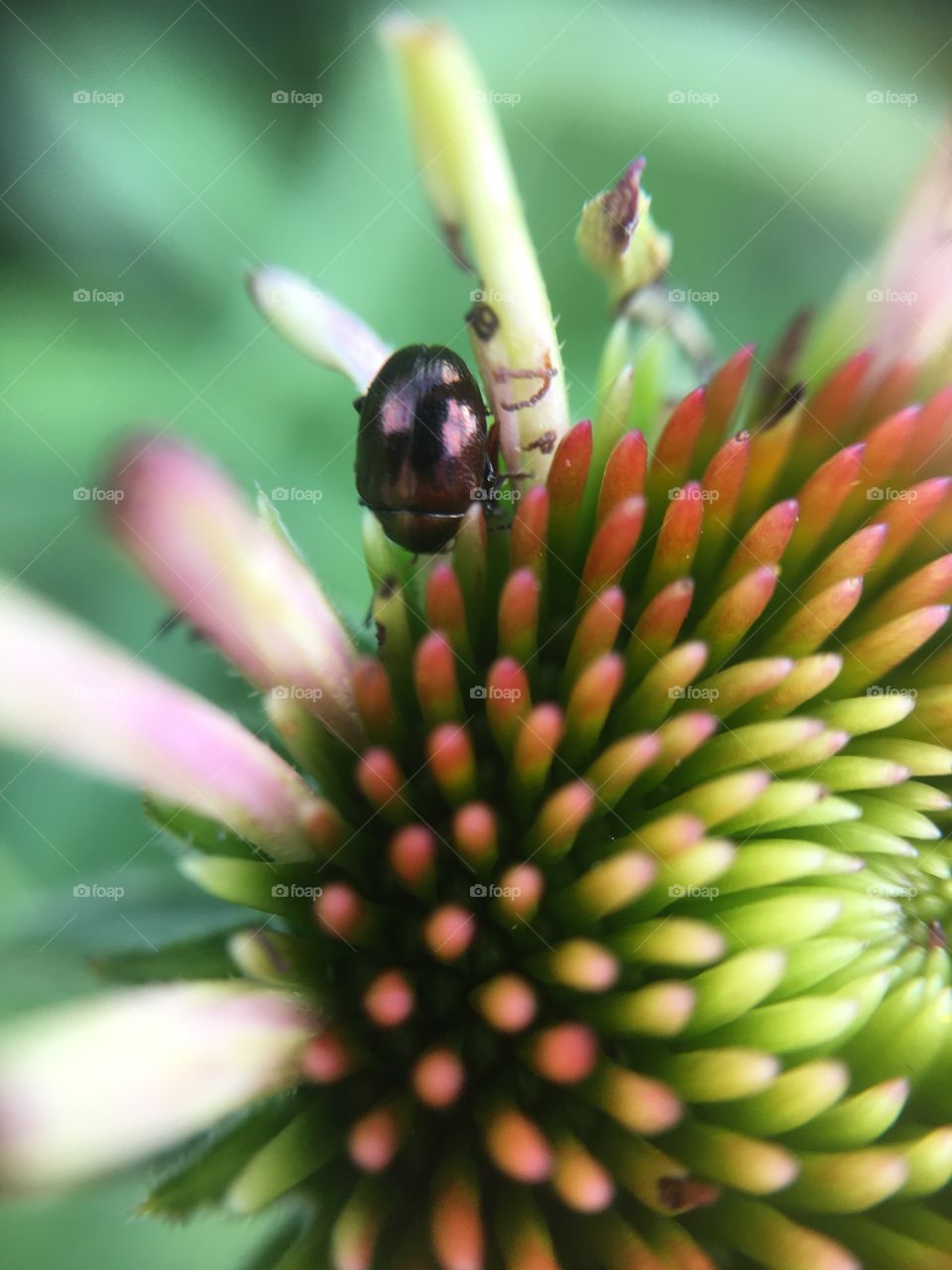 Beetle on coneflower