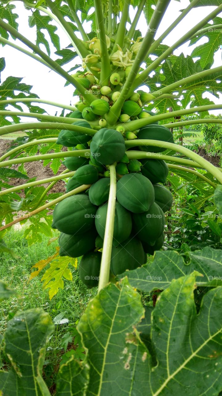 Greenish papaya fruits and leafs. 
smallest and big fruits.