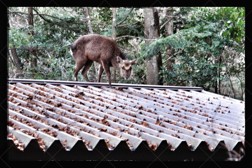 Deer on rooftop, Japan . Deer on rooftop, Japan